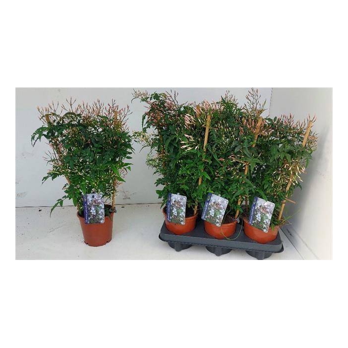<h4>Jasminum polyanthum 12Ø 45cm 300fl</h4>