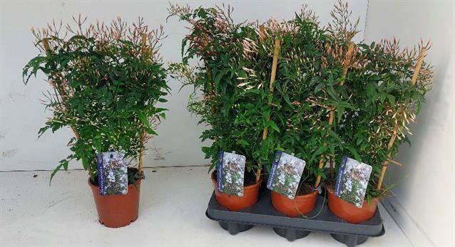 Jasminum polyanthum 12Ø 45cm 300fl