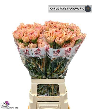 <h4>Di St Saona+</h4>