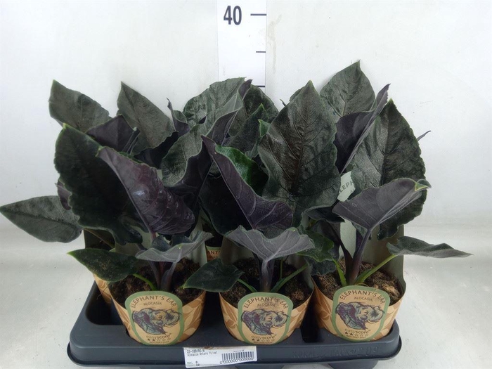 <h4>Alocasia ...</h4>