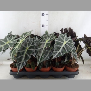 Alocasia amazonica 'Polly'