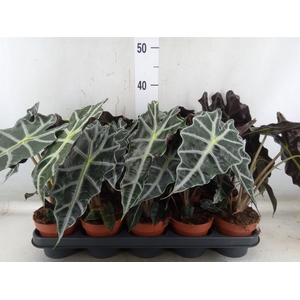 Alocasia amazonica 'Polly'