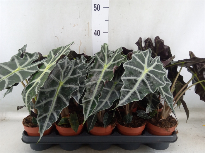 <h4>Alocasia amazonica 'Polly'</h4>