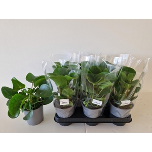 PILEA PEPEROMIOIDES