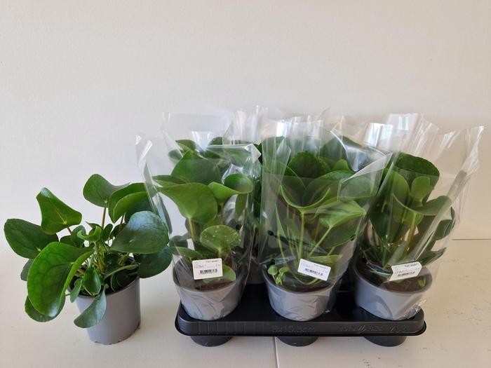 <h4>PILEA PEPEROMIOIDES</h4>