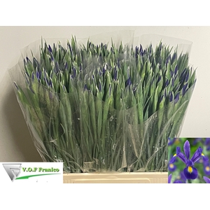 IRIS BLUE MAGIC