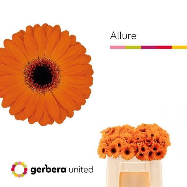 <h4>GERMINI ALLURE GE MI ALLURE</h4>