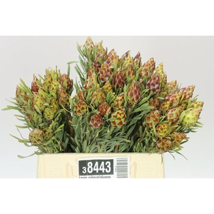 Kaaps Rubrum/plumosum Spray