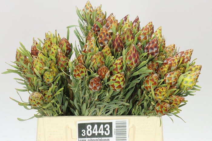 <h4>Kaaps Rubrum/plumosum Spray</h4>