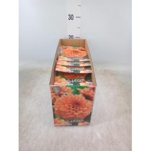 Dahlia   ...flowerbulbs