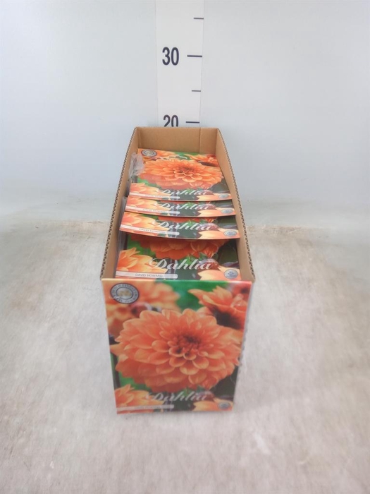 <h4>Dahlia   ...flowerbulbs</h4>