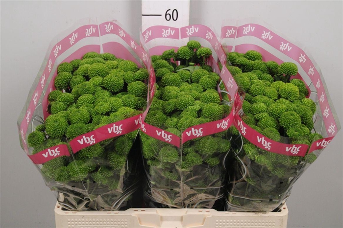 <h4>Chr S Aaa Peptalk</h4>