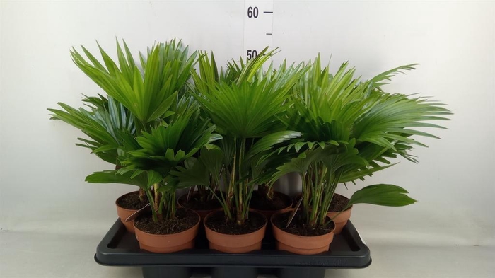 <h4>Livistona rotundifolia</h4>