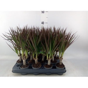Dracaena marg. 'Magenta'