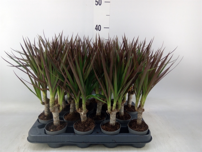 <h4>Dracaena marg. 'Magenta'</h4>