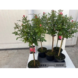 ROSA ST OV