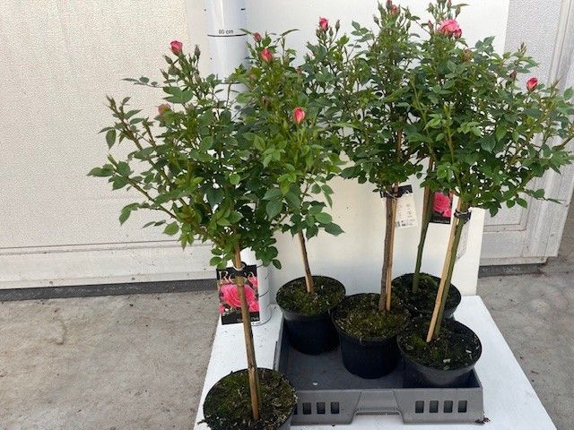 <h4>ROSA ST OV</h4>