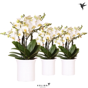 Kolibri Orchids Phalaenopsis Blossom Lausanne 6 spike in Furrow pot white