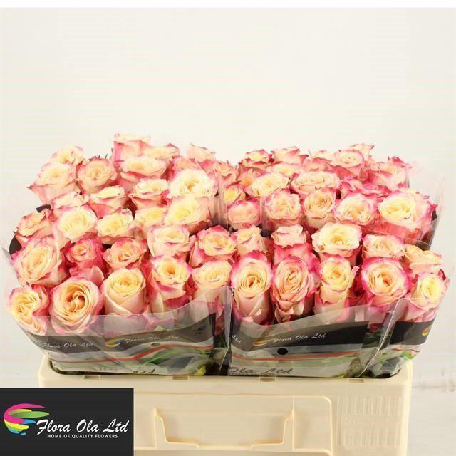 <h4>R GR CHAPEAU</h4>