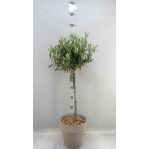 Arr.   Tuinplanten H%