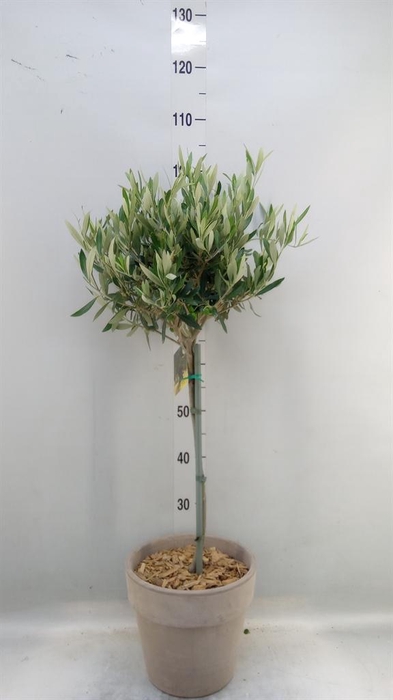 <h4>Arr. Tuinplanten H%</h4>