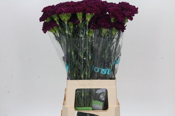 <h4>Dianthus St Florigene Moontea</h4>