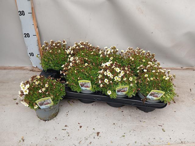 <h4>SAXIF AR TOUR WHITE</h4>