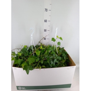 Hedera helix 'Wonder'