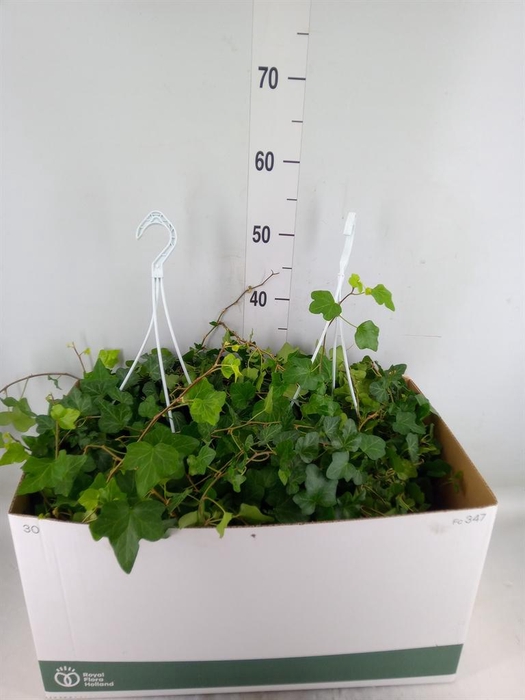 <h4>Hedera helix 'Wonder'</h4>