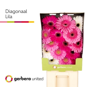Gerbera Mix Lila Diamond