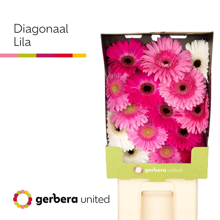 <h4>Gerbera Mix Lila Diamond</h4>