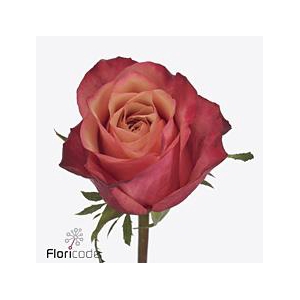 Rosa large bogart