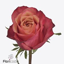 <h4>Rosa large bogart</h4>