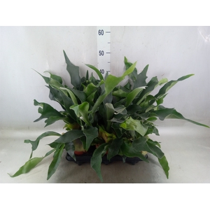 Platycerium bifurc.