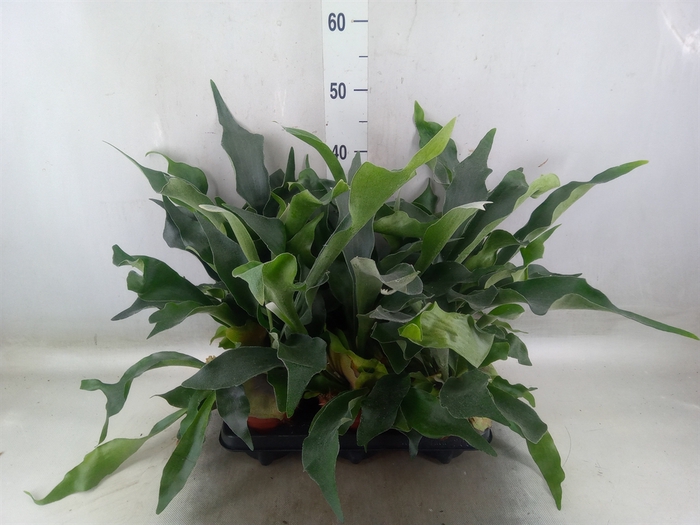 <h4>Platycerium bifurc.</h4>