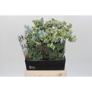 Oxypetalum Bridal Victoria