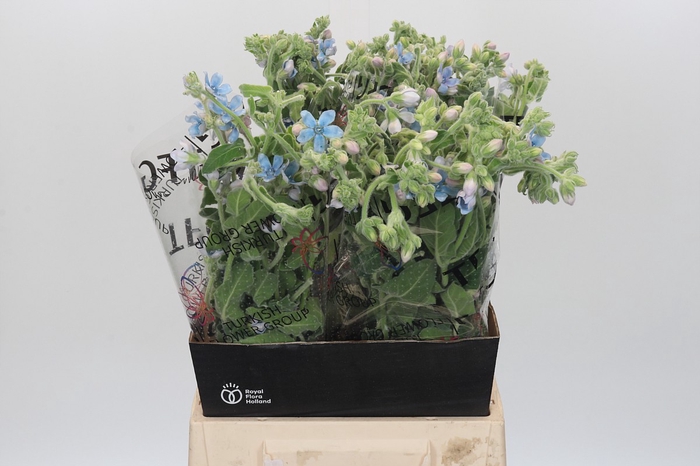 Oxypetalum Bridal Victoria