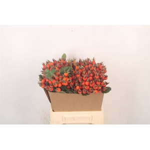 Rosa Pumpkin Orange