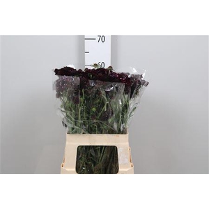 Scab At Blackberry Scoop