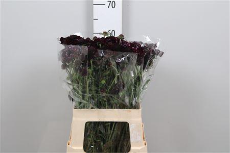 <h4>Scab At Blackberry Scoop</h4>