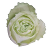 R Gr Lemonade Green 50cm EC