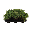 Origanum vulgare 'Compactum'