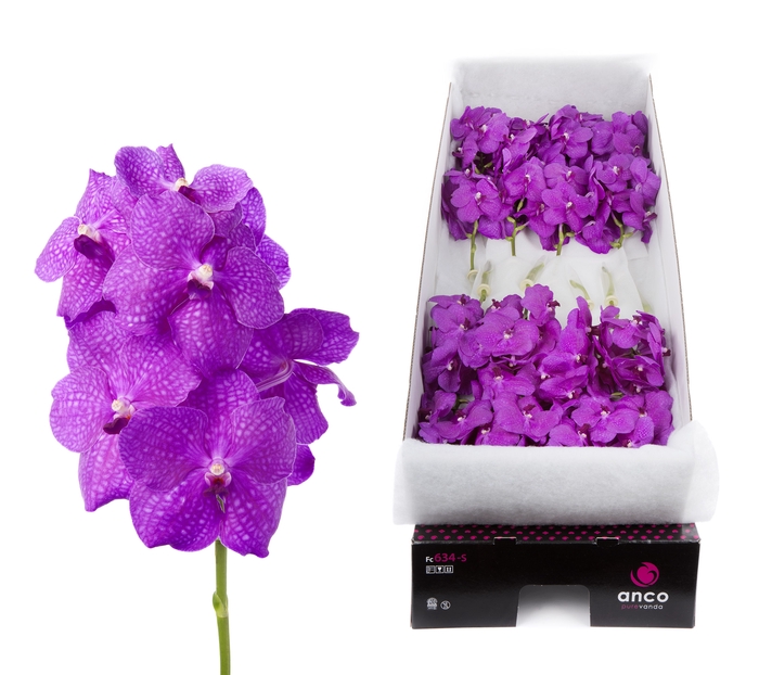 <h4>Vanda Hot Magenta</h4>