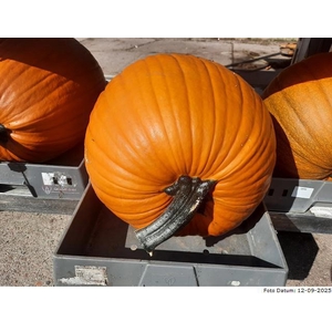 CUC MAXIMA HALLOWEEN
