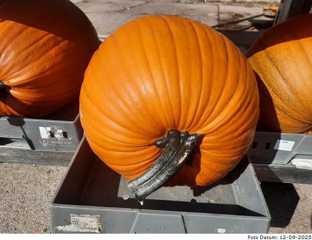 <h4>CUC MAXIMA HALLOWEEN</h4>
