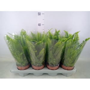 Nephrolepis exal. 'Green Lady'