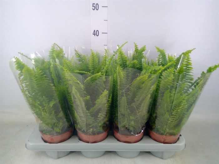 <h4>Nephrolepis exal. 'Green Lady'</h4>