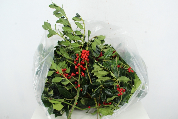 <h4>HULST RED BERRY PER KG</h4>
