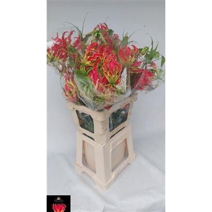 Gloriosa Exotic Pink