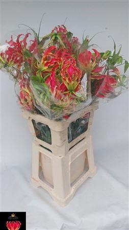 <h4>Gloriosa Exotic Pink</h4>